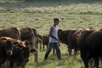 France, Aide au jeune bovin : Elargir l’aide à tous les éleveurs
